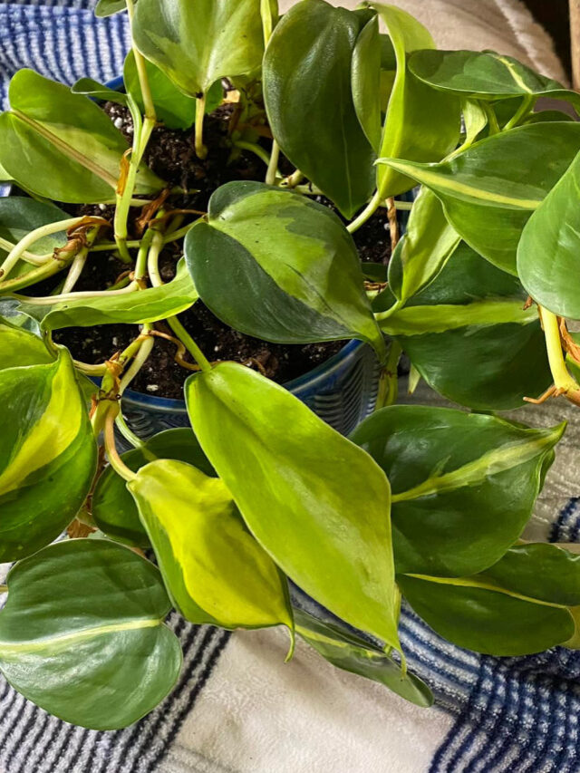 Heart-Leaf Philodendron: How To Grow and Care