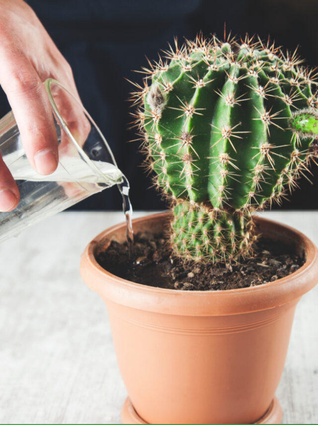 Unraveling the 6 Secrets to Houseplant Hydration