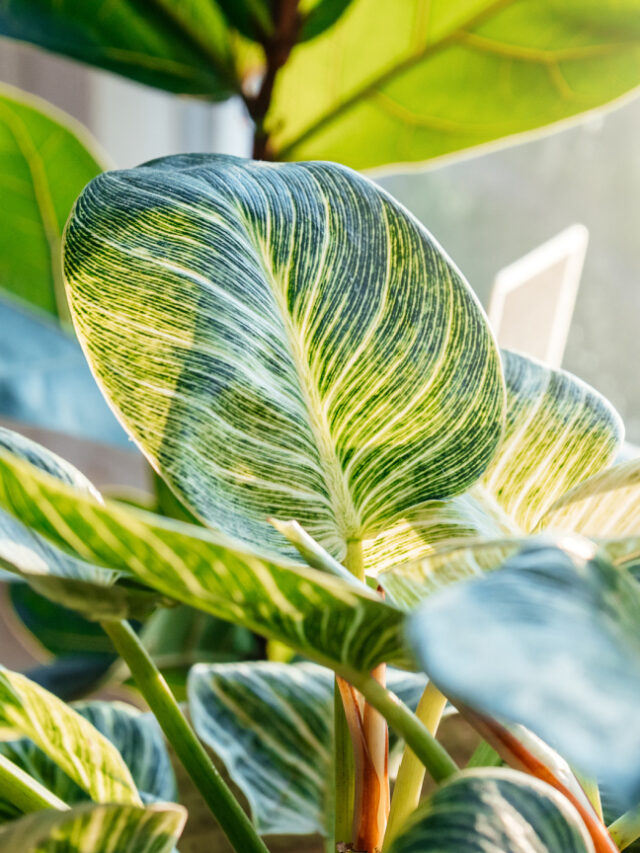 Can You Use Potting Mix For Philodendron?