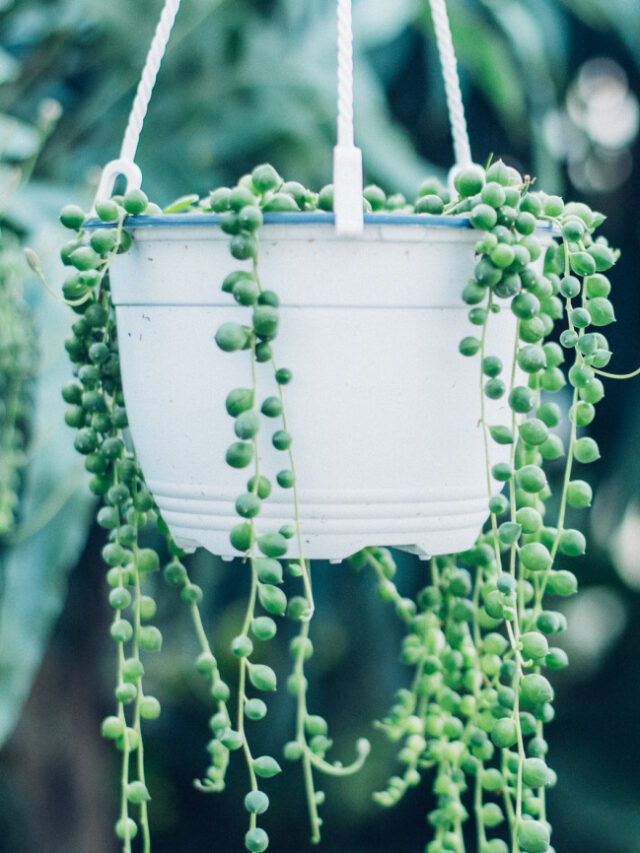 String of Pearls Plant:How To Grow And Care