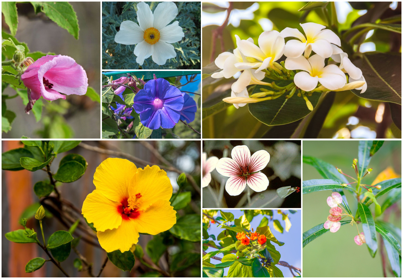 33 Flowers Native to Hawai’i