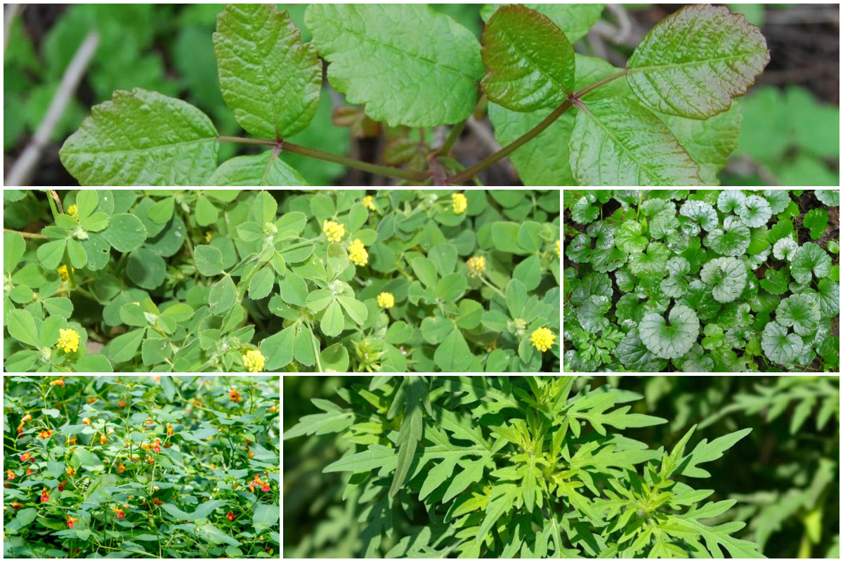 34 of the Most Common and Important Weeds in North America
