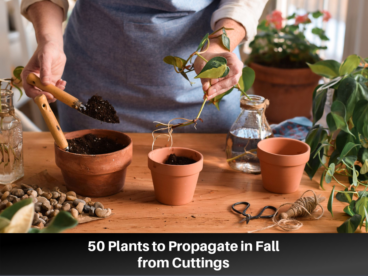 50 Plants to Propagate in Fall from Cuttings