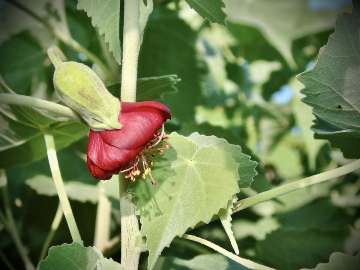 Abutilon menziesii