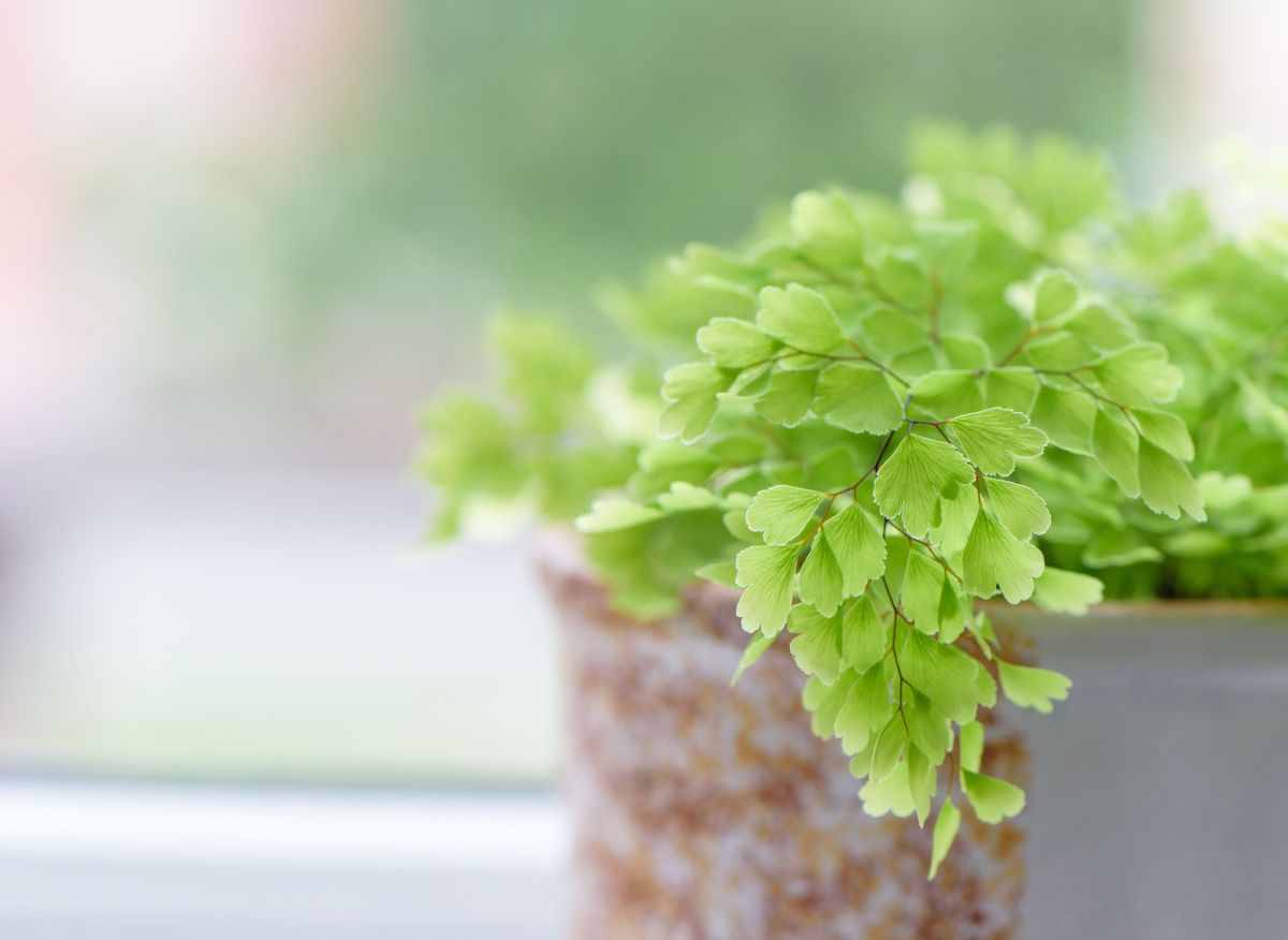 Adiantum raddianum – Maidenhair Fern