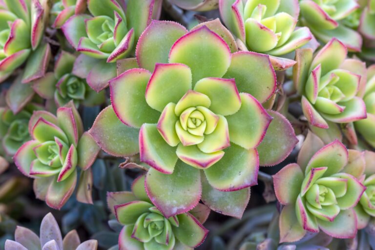 Aeonium ‘Kiwi’: Grow and Care Guide