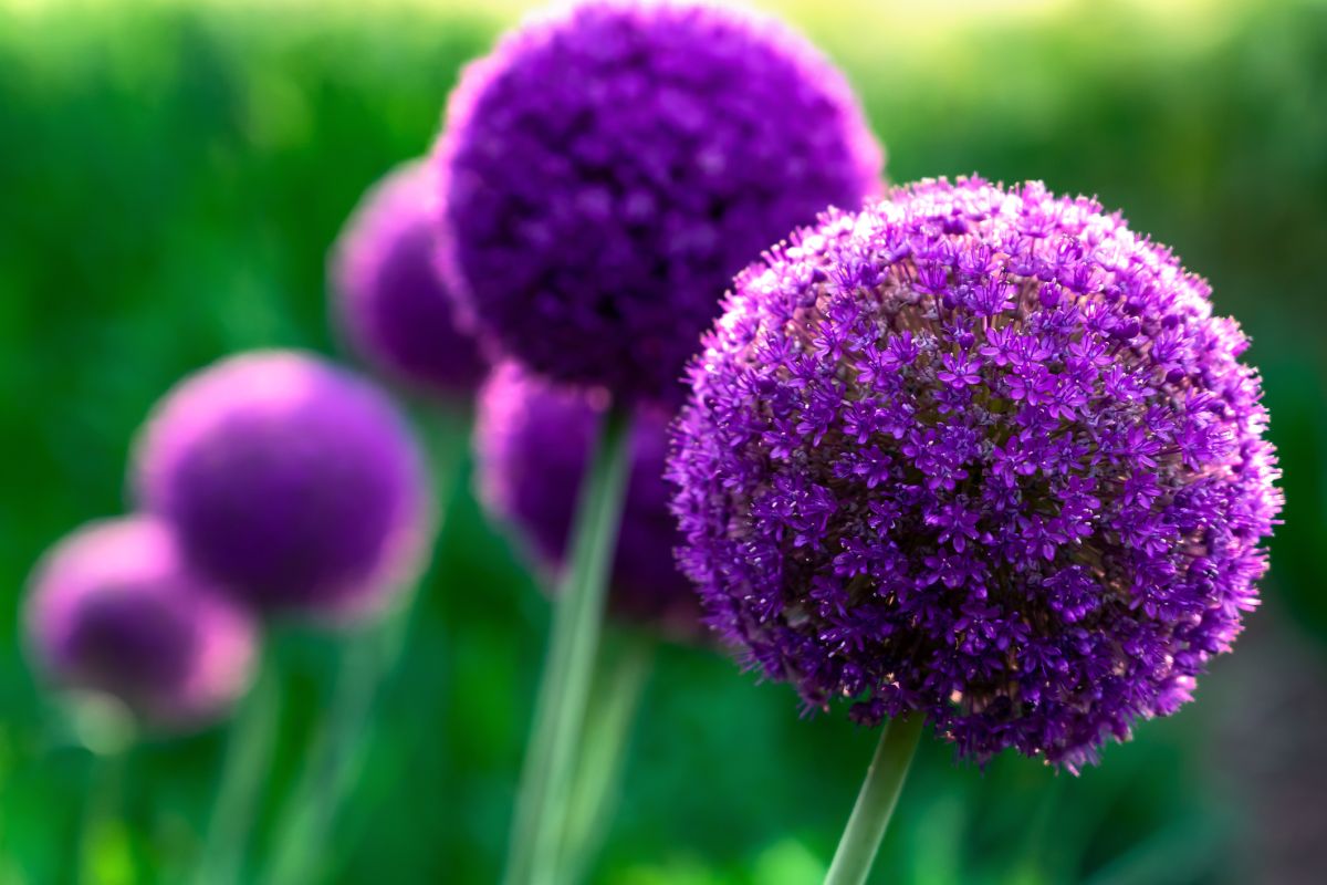 Alliums