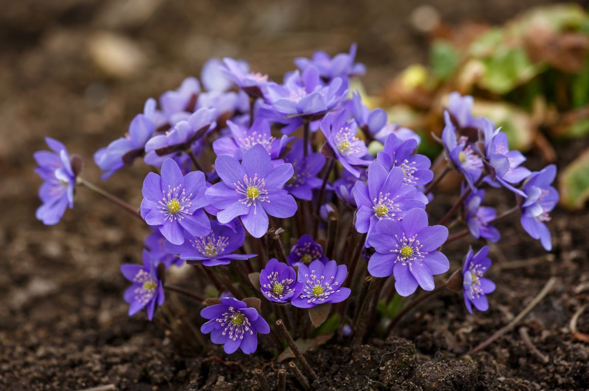 Anemones