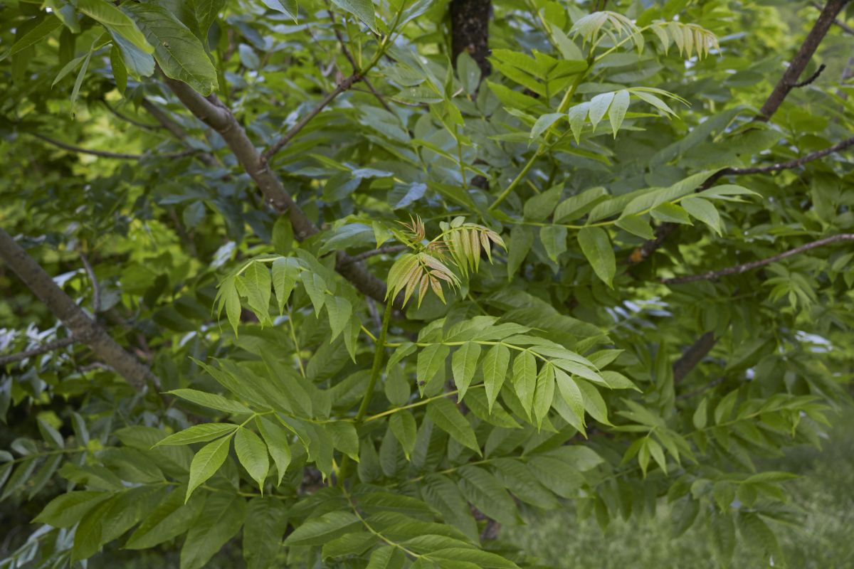 Ash tree