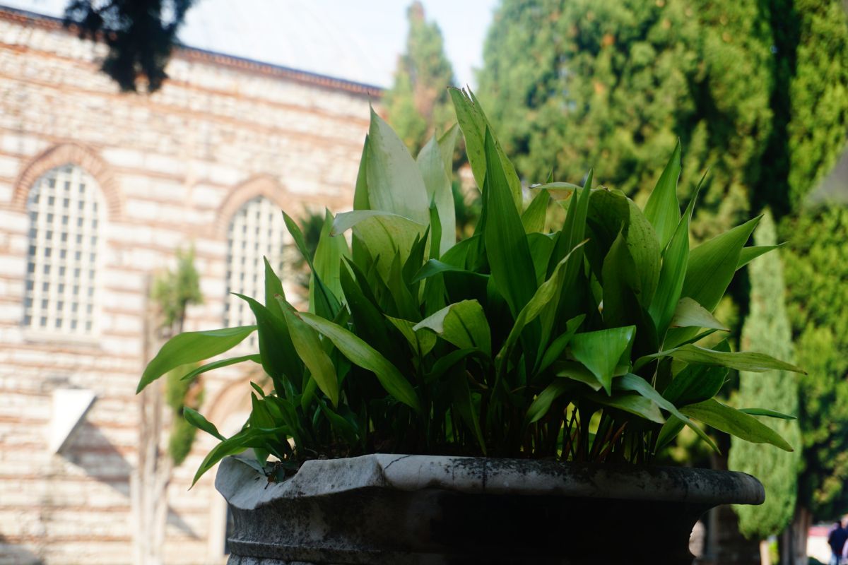 Aspidistra elatior - Cast Iron Plant