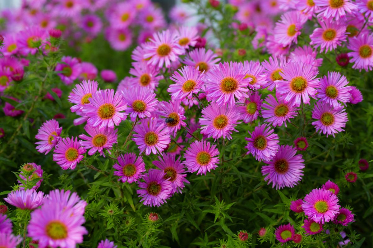 Asters