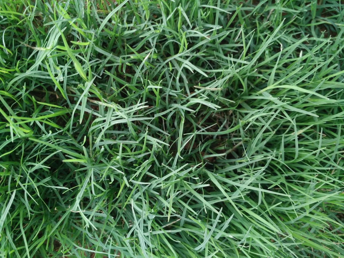 Bermuda Grass