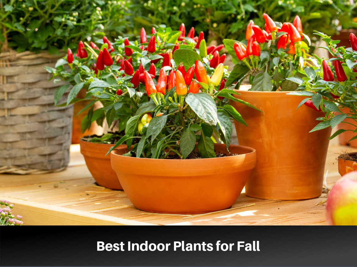 Best Indoor Plants for Fall