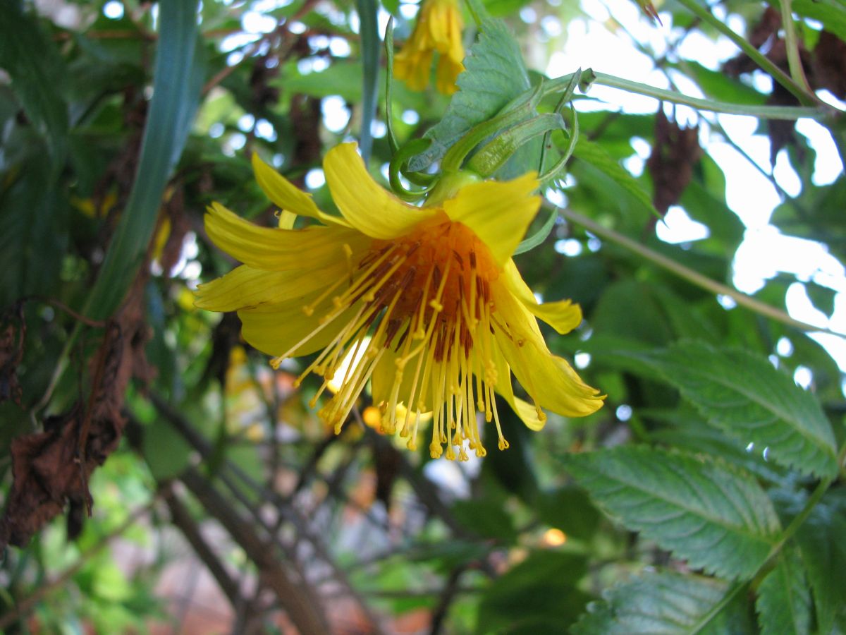 Bidens cosmoides