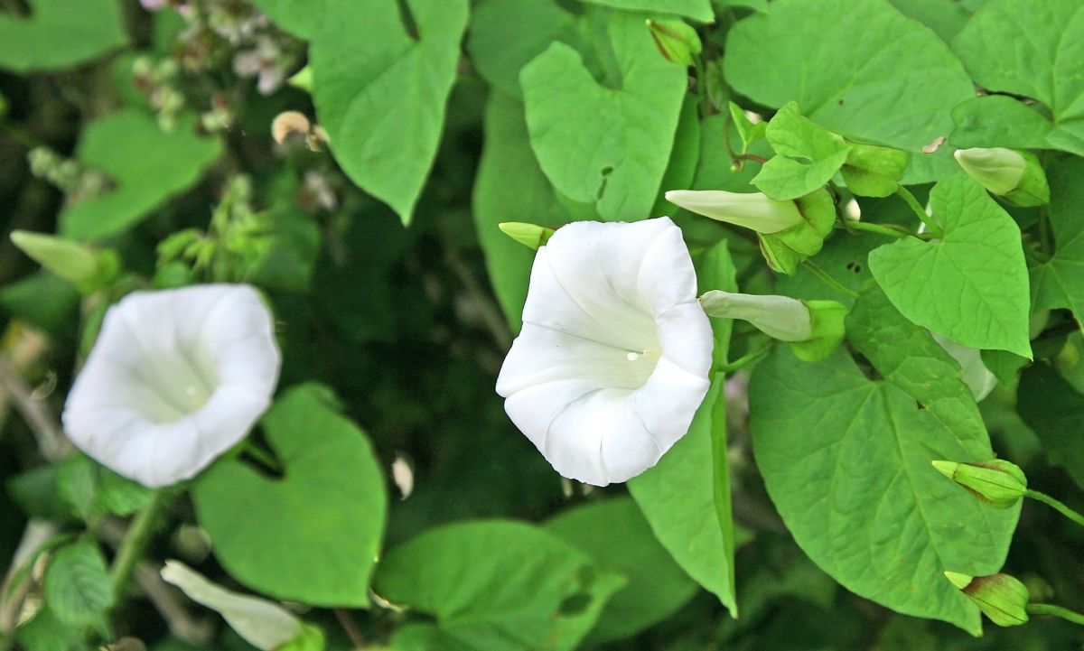 Bindweed