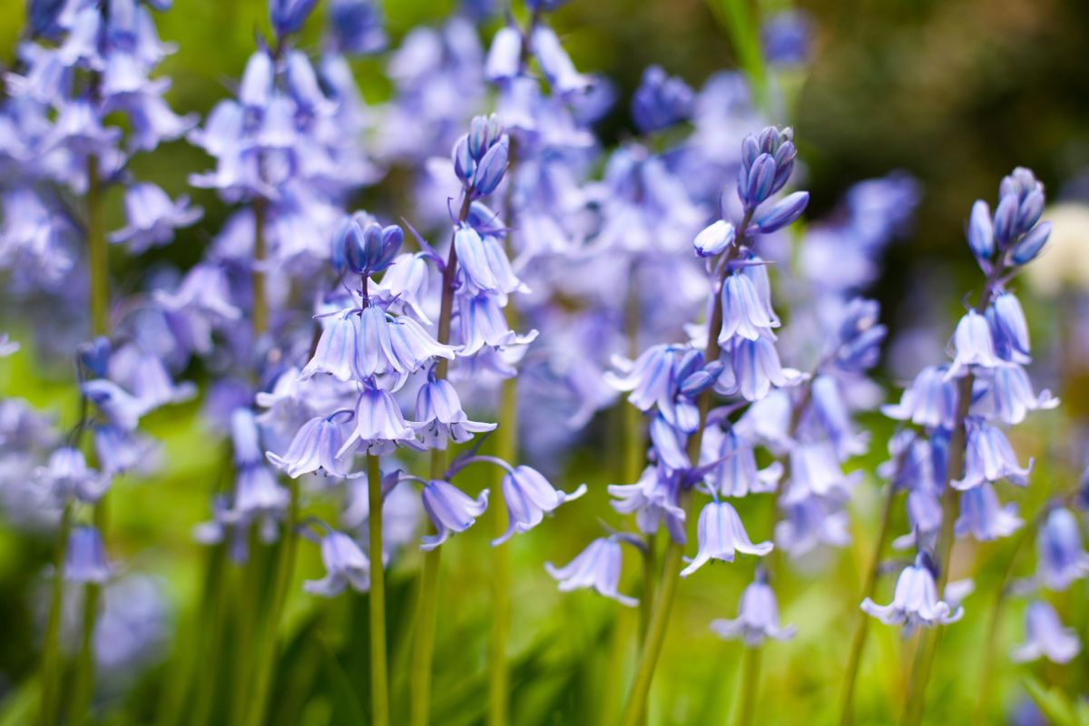 Bluebells