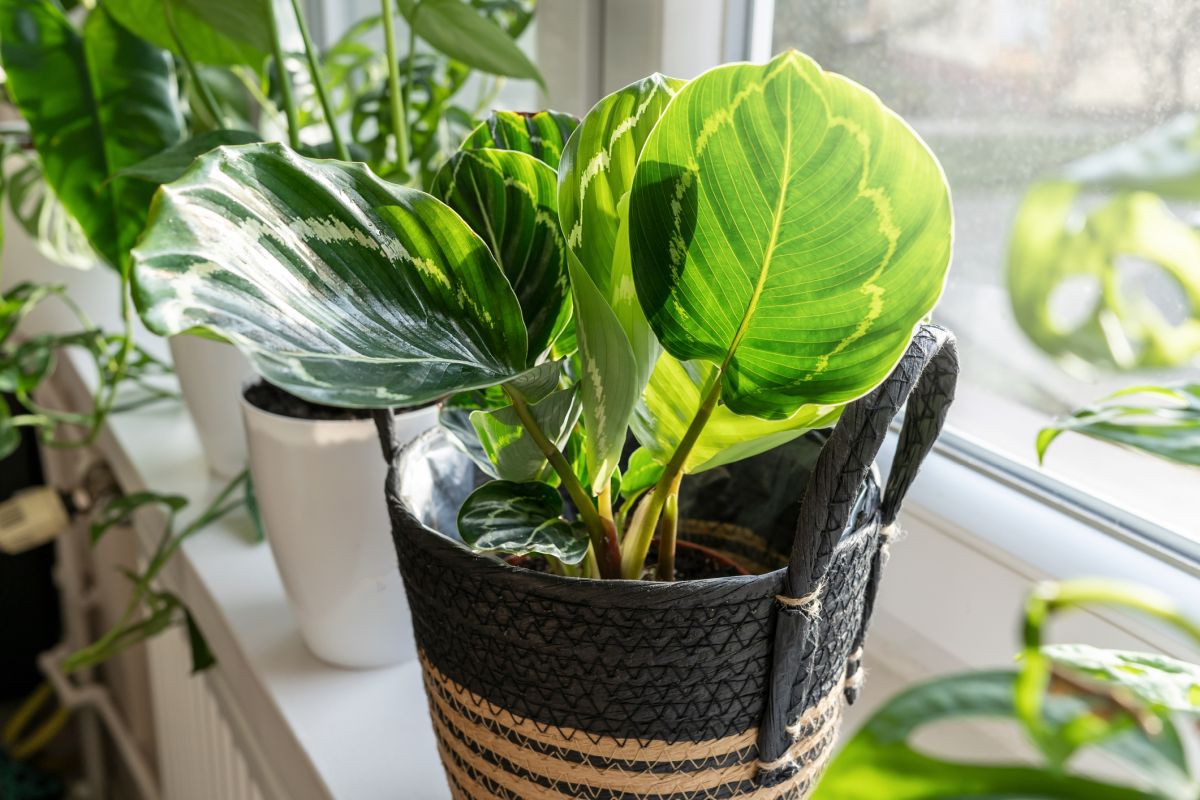 Calathea orbifolia – Prayer Plant