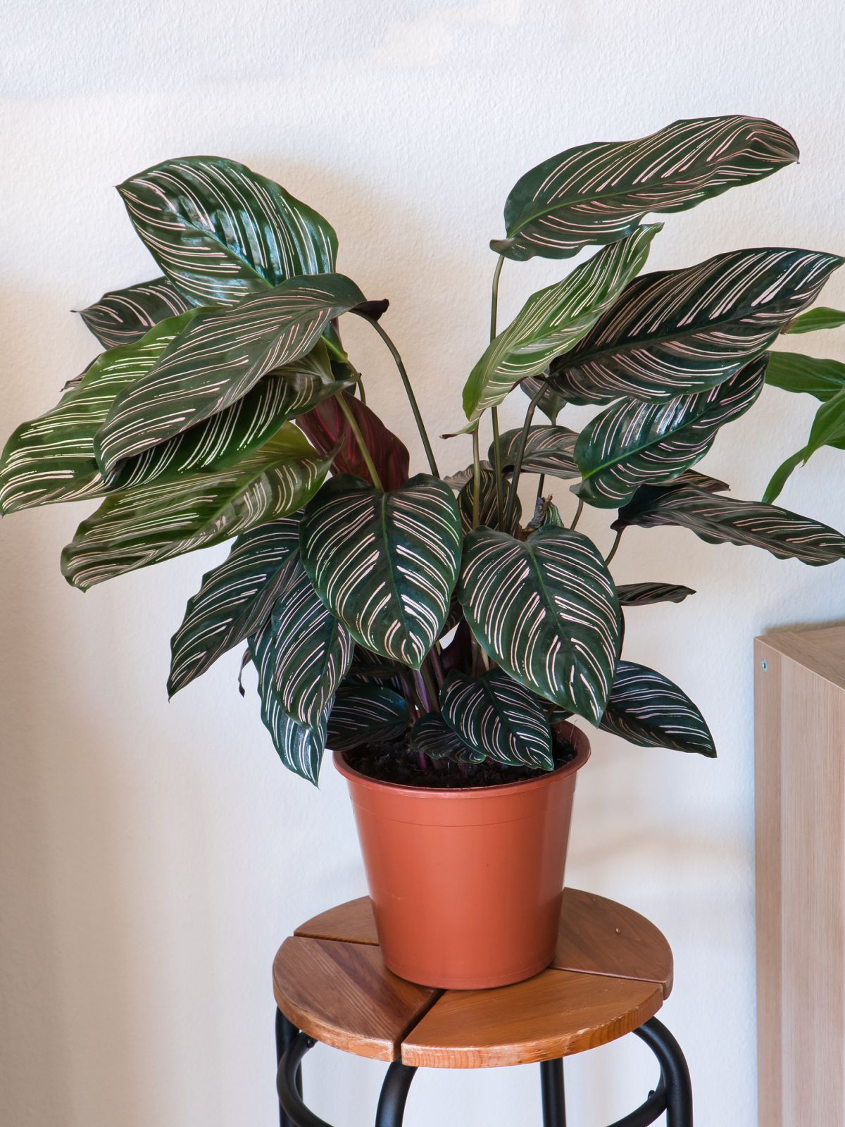 Calathea sanderiana – Pin Stripe Plant