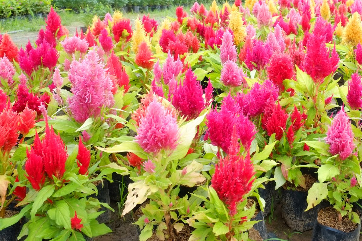 Celosia