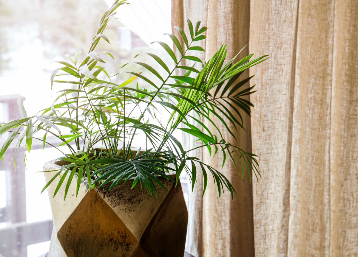 Chamaedorea elegans – Parlour Palm