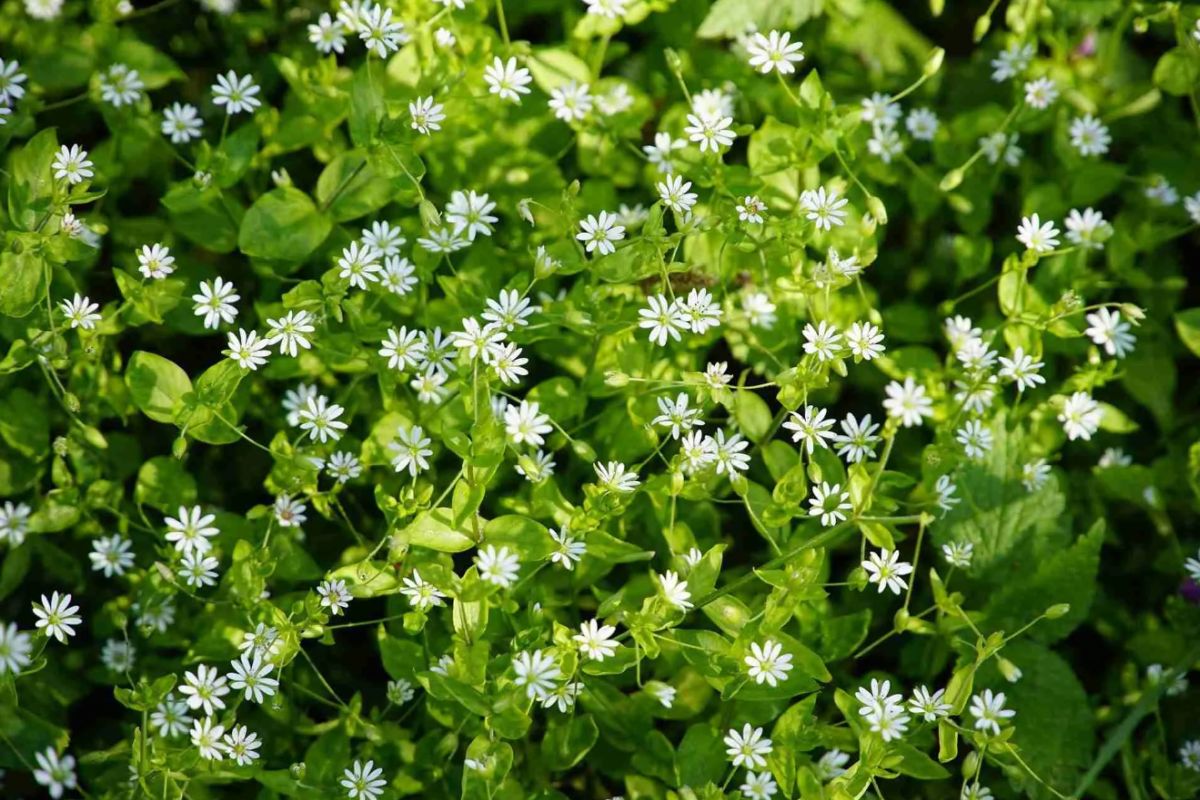 Chickweed