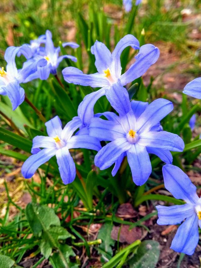 Chionodoxa luciliae plant