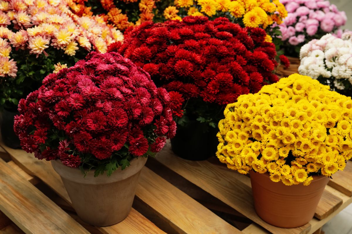 Chrysanthemums