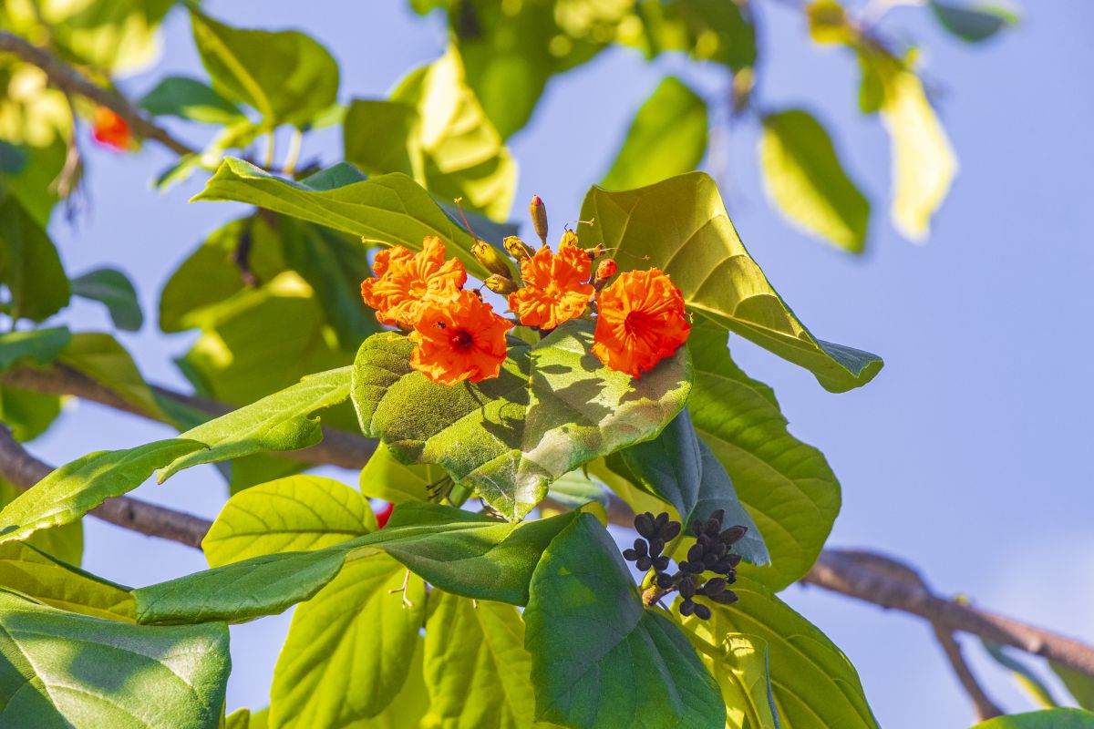 Cordia subcordata