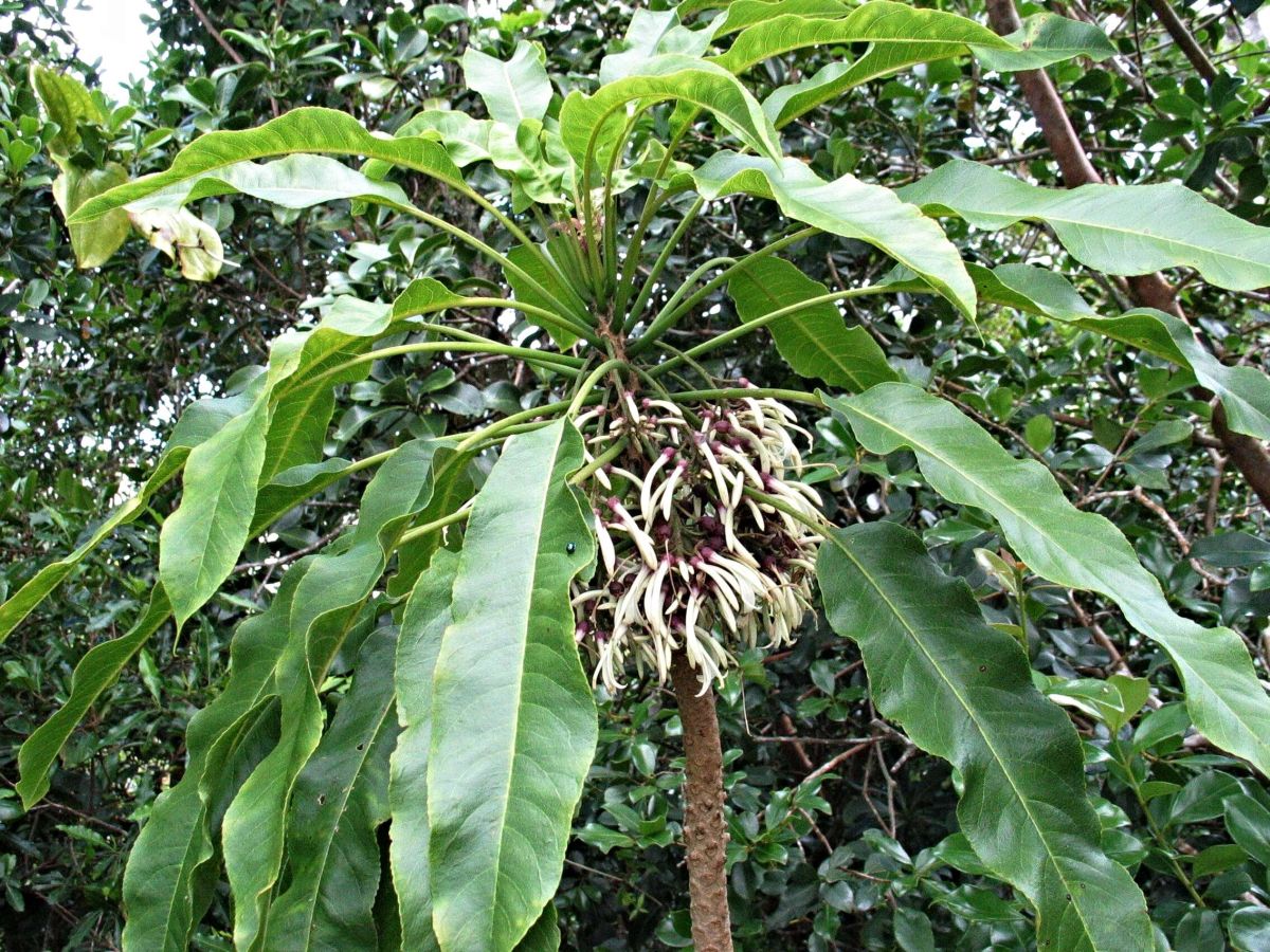 Cyanea angustifolia