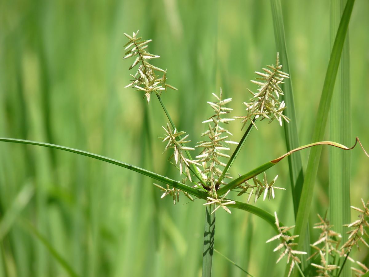 Cyperus rotundus