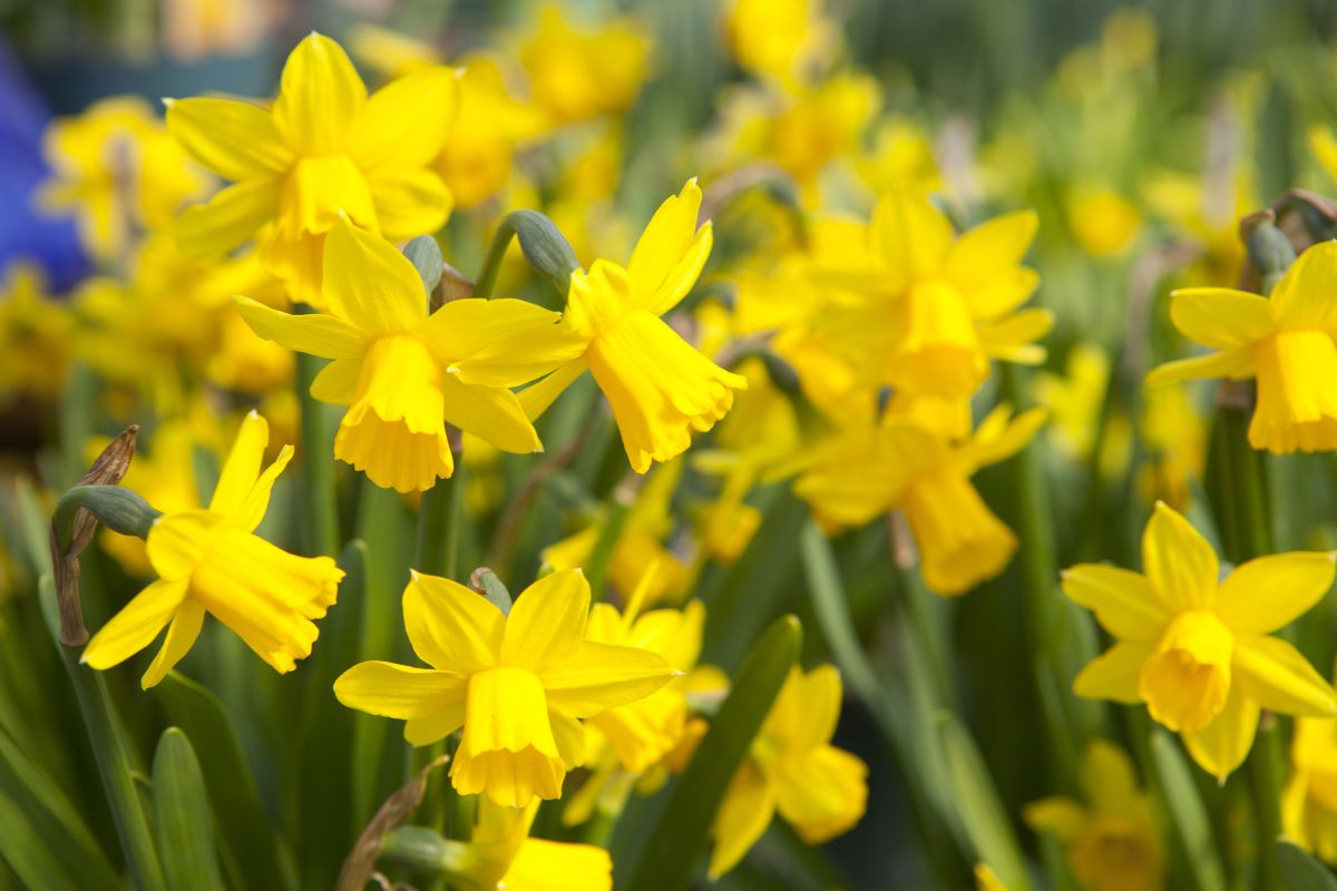 Daffodils