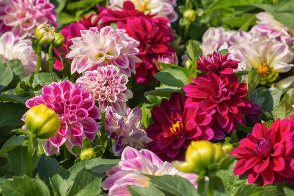 Dahlias