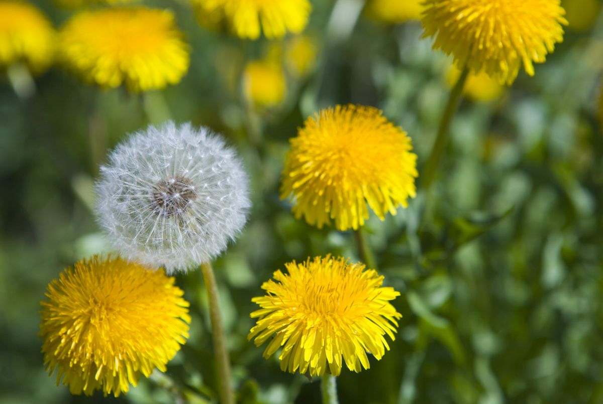 Dandelion 