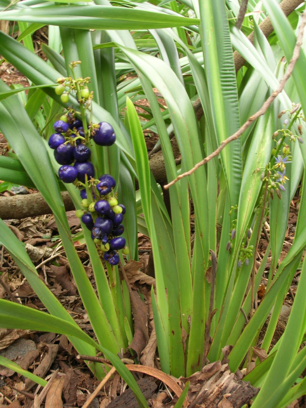 Dianella sandwicensis