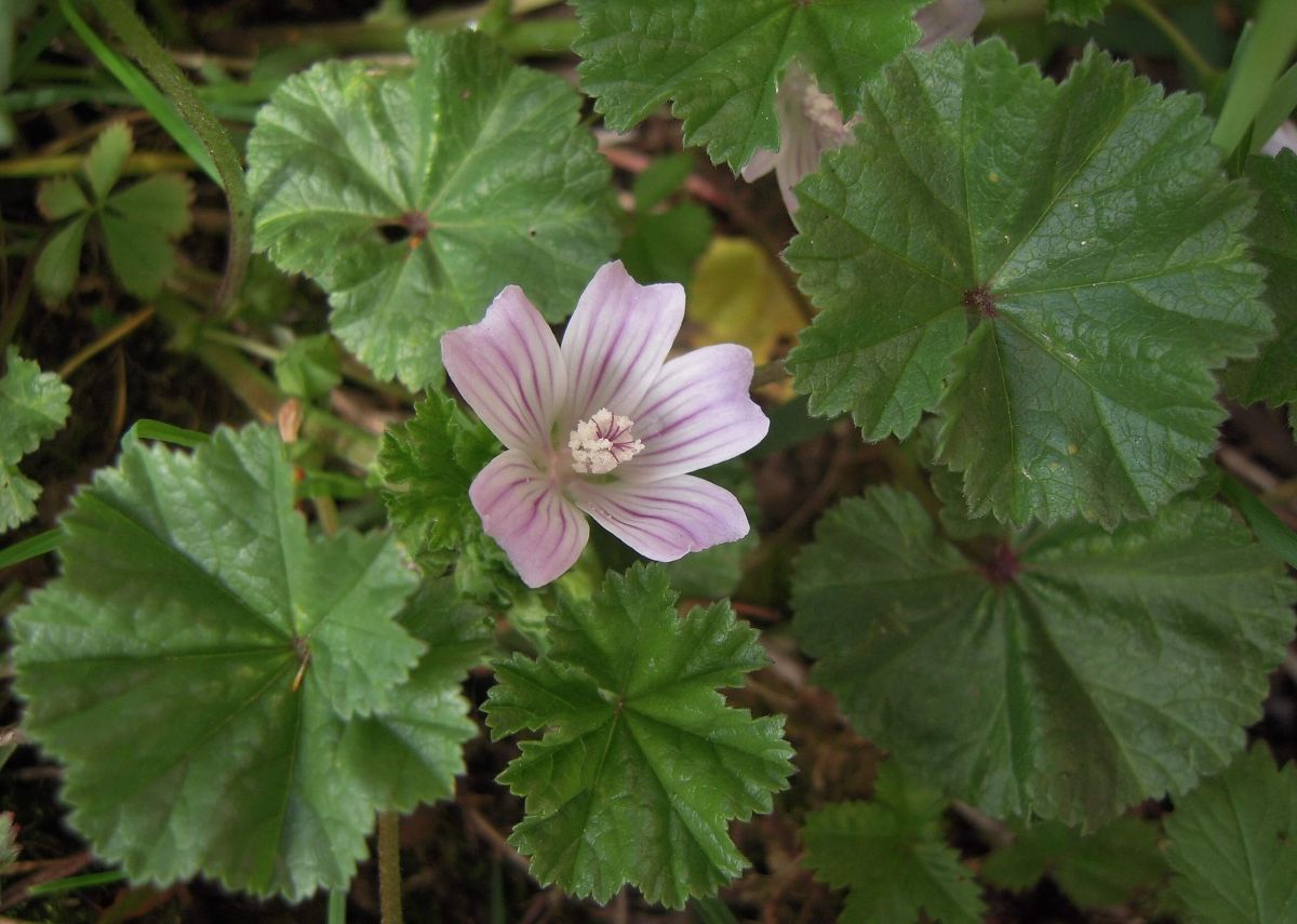 Dwarf Mallow