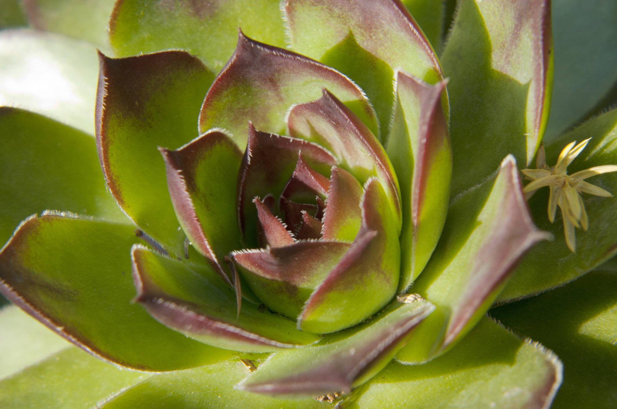 lipstick echeveria (Echeveria agavoides)