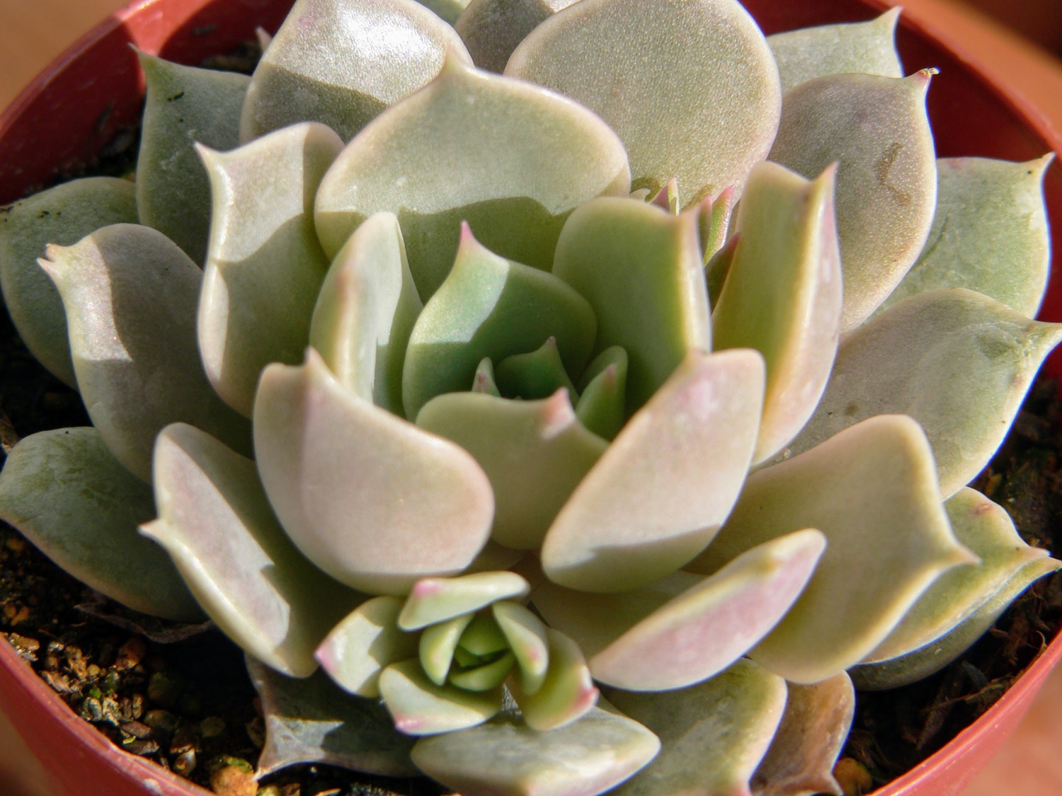 Echeveria Lola