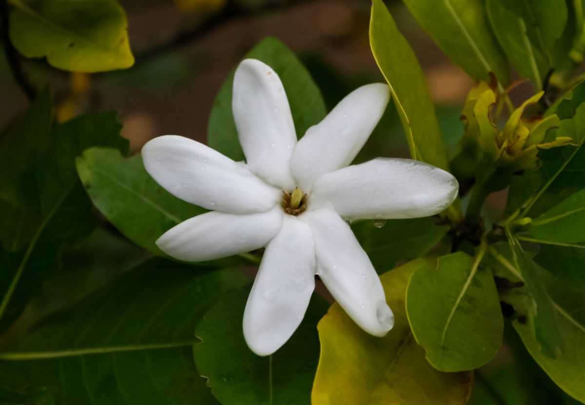 Gardenia brighamii