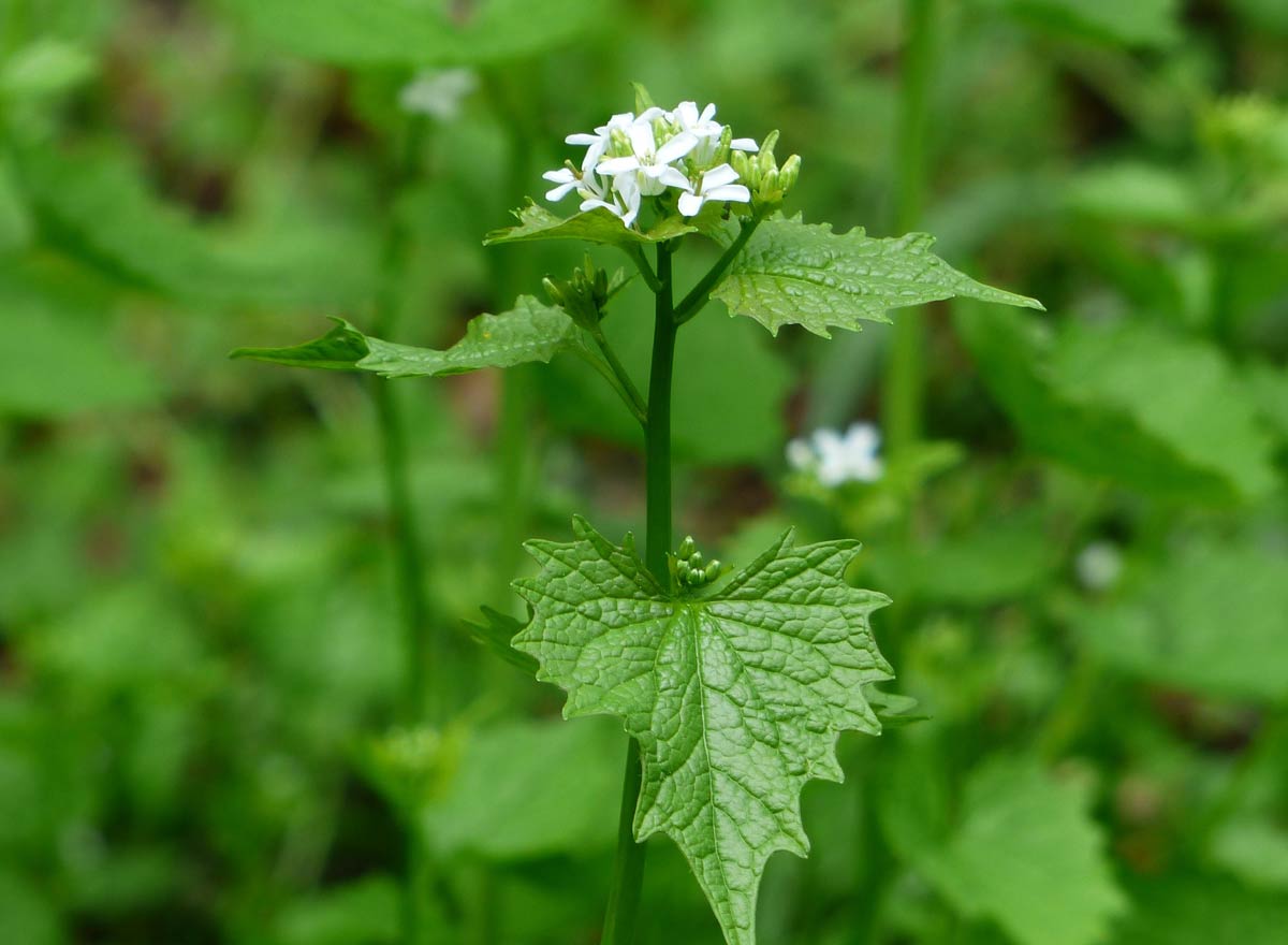 Garlic Mustard