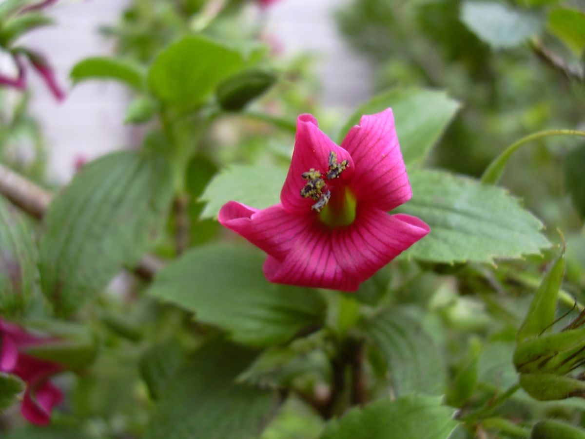 Geranium arboreum