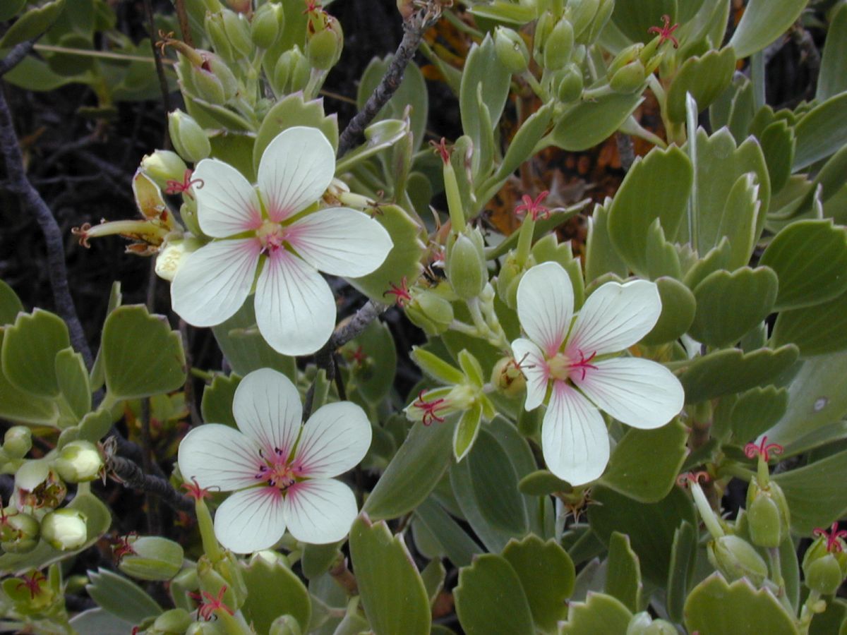 Geranium cuneatum