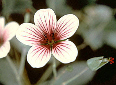 Geranium hanaense