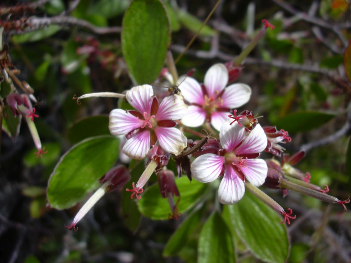 Geranium multiflorum