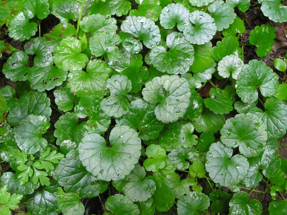 Glechoma hederacea - ground ivy