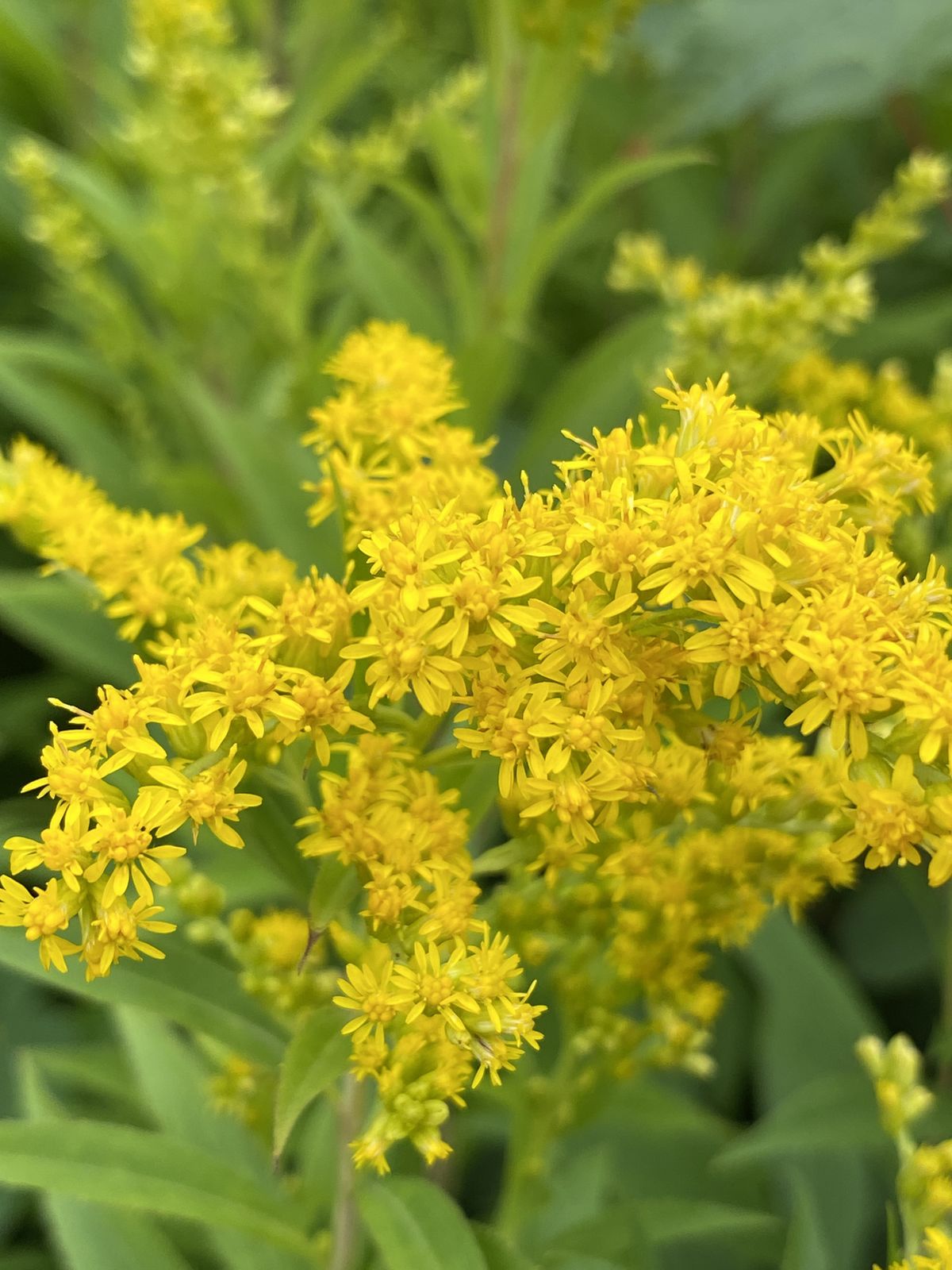 Goldenrod