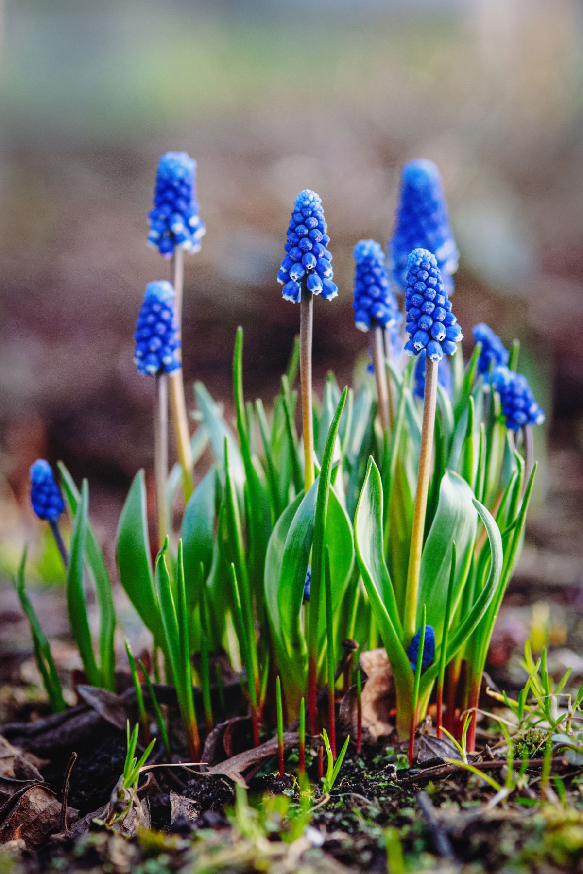 Grape Hyacinths