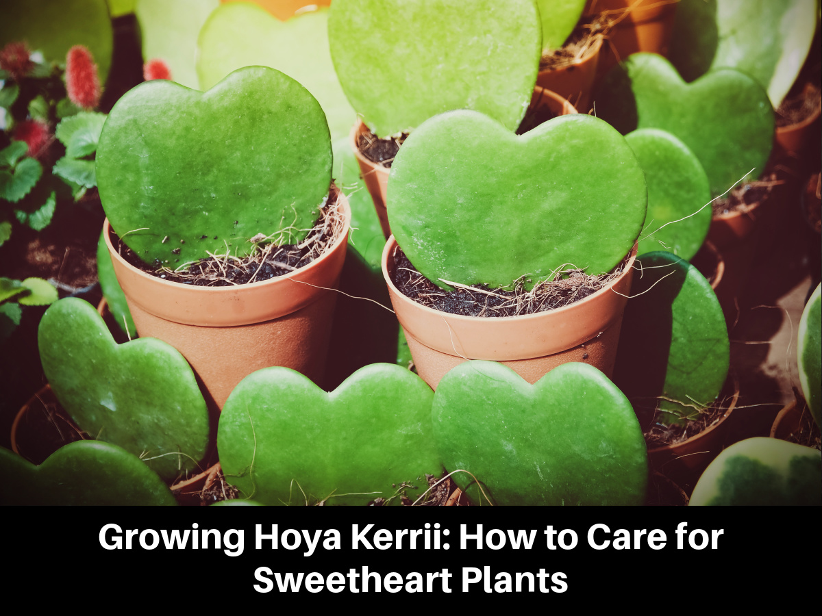Growing Hoya Kerrii: How to Care for Sweetheart Plants
