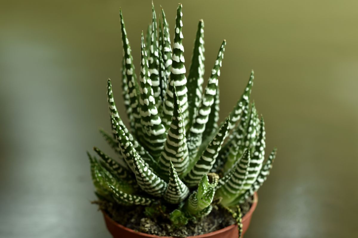 Haworthia fasciata – Zebra Plant