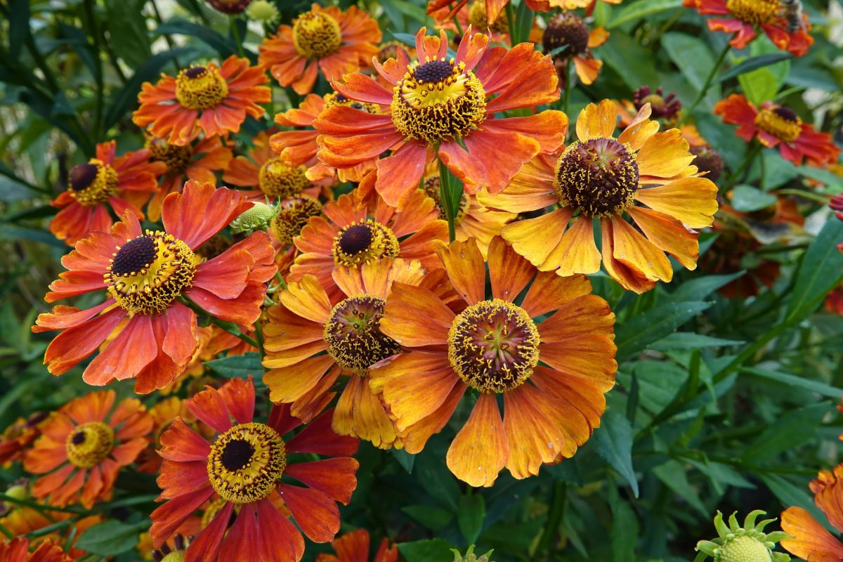 Helenium