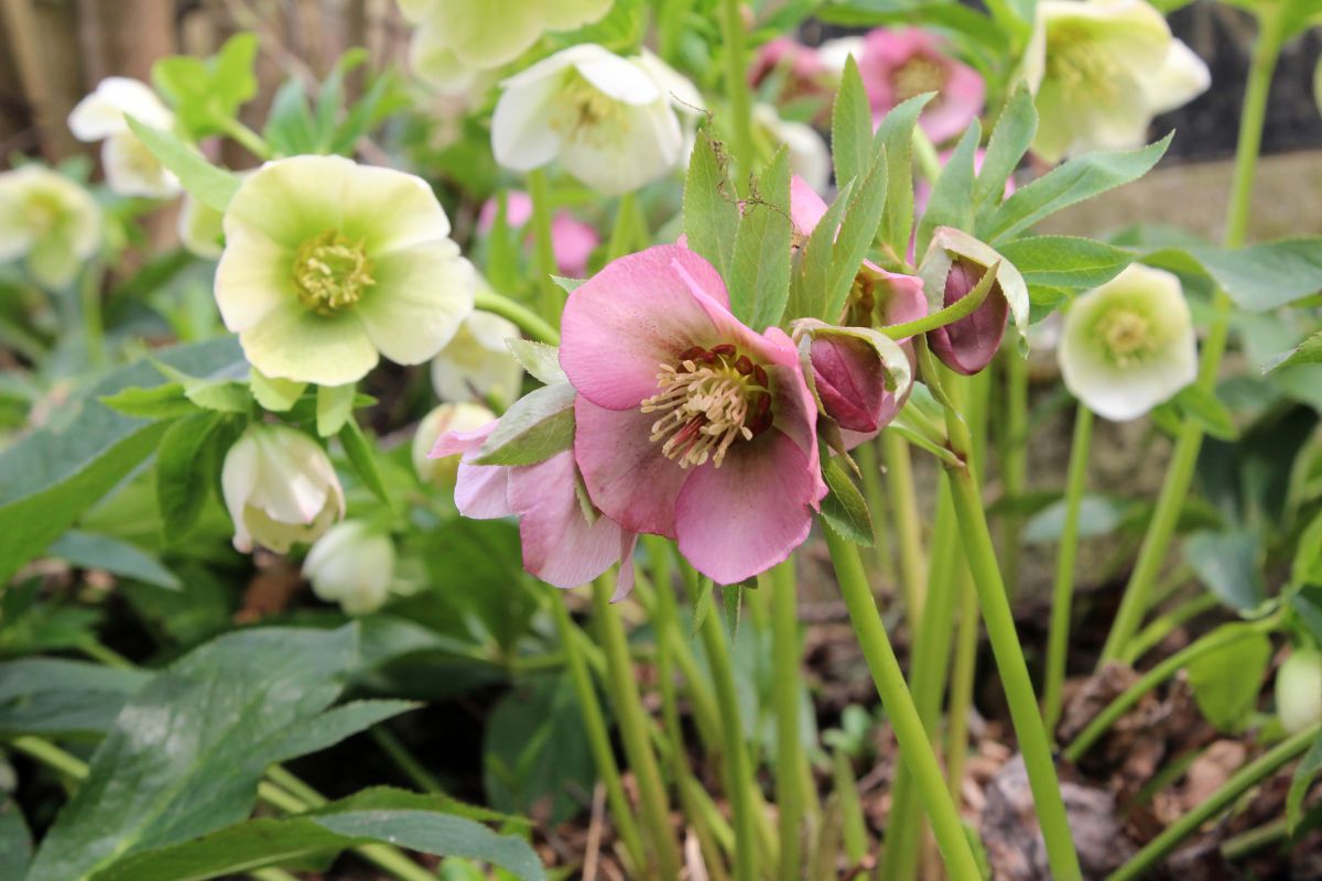 Hellebores